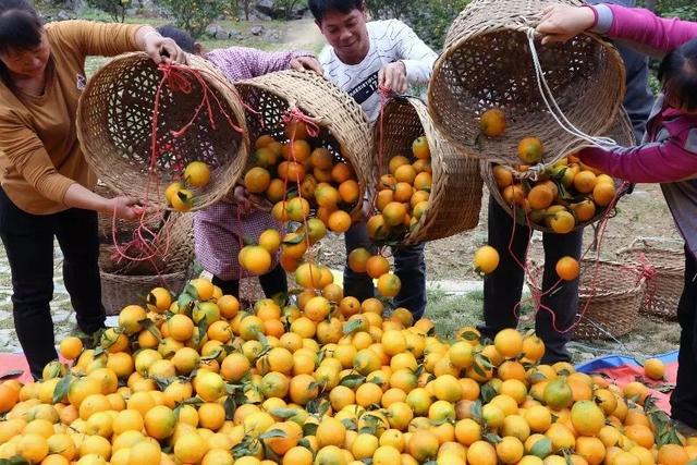 决胜脱贫攻坚 中国减贫治理中的制度性设计与水果种植实践