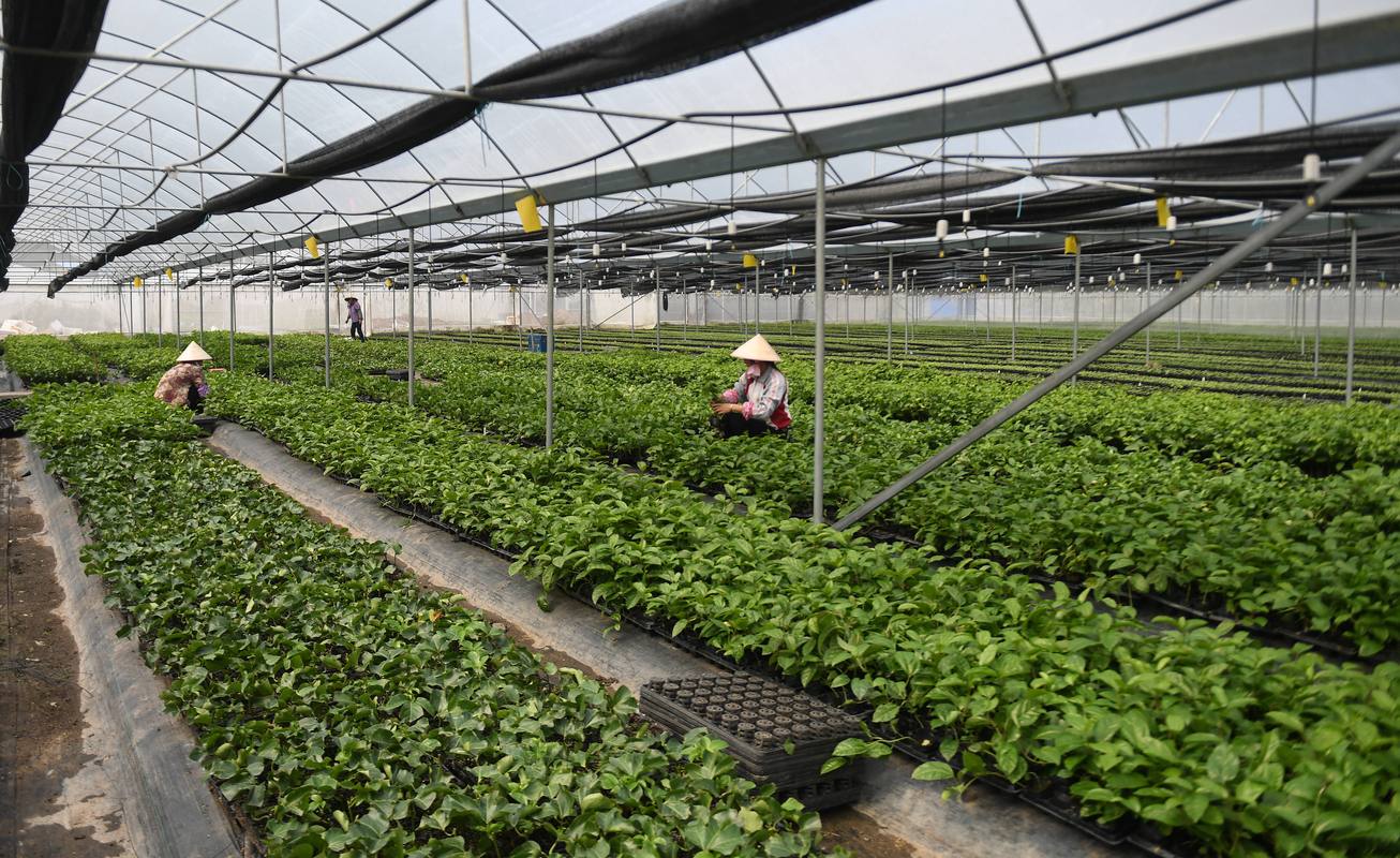 发展水果种植 助力脱贫攻坚