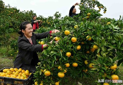 果香铺就致富路 农民种植高效益水果品种选择指南
