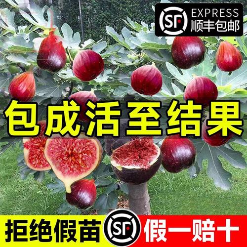 南方水果特产树苗厂家 水果种植的优选指南