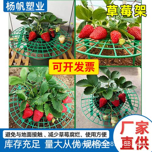 阳台草莓种植全攻略 绿色种植架与爬藤支撑，从选购到丰收一文读懂
