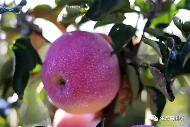 齐齐哈尔市梅里斯区金碧水果种植专业合作社 黑土地上的园艺果园典范