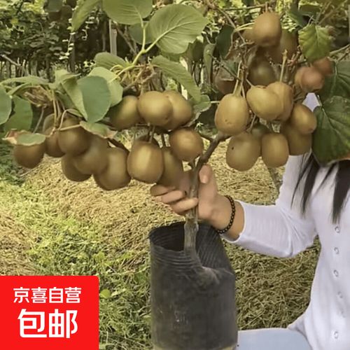 南北皆宜，硕果累累——软枣、红心、徐香猕猴桃种植指南